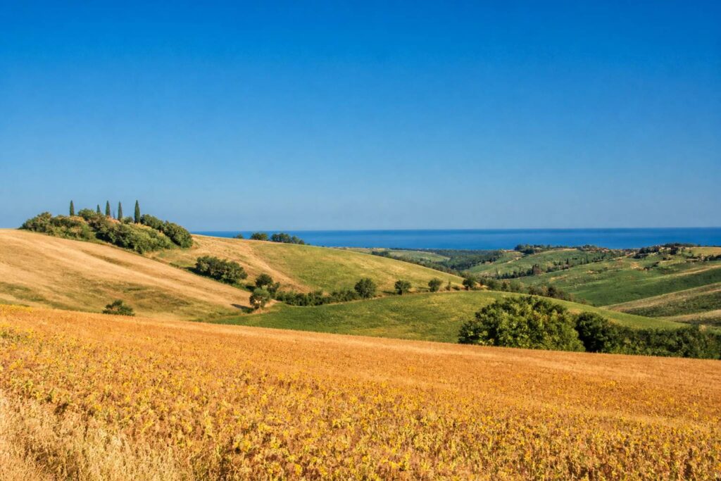 Collines des Marches italiennes sous un ciel bleu profond dégagé avec un champ doré et la mer au loin