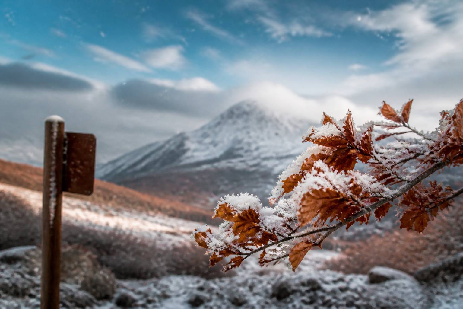 Flocons de neige sur une branche de hêtre avec un sommet enneigé en fond