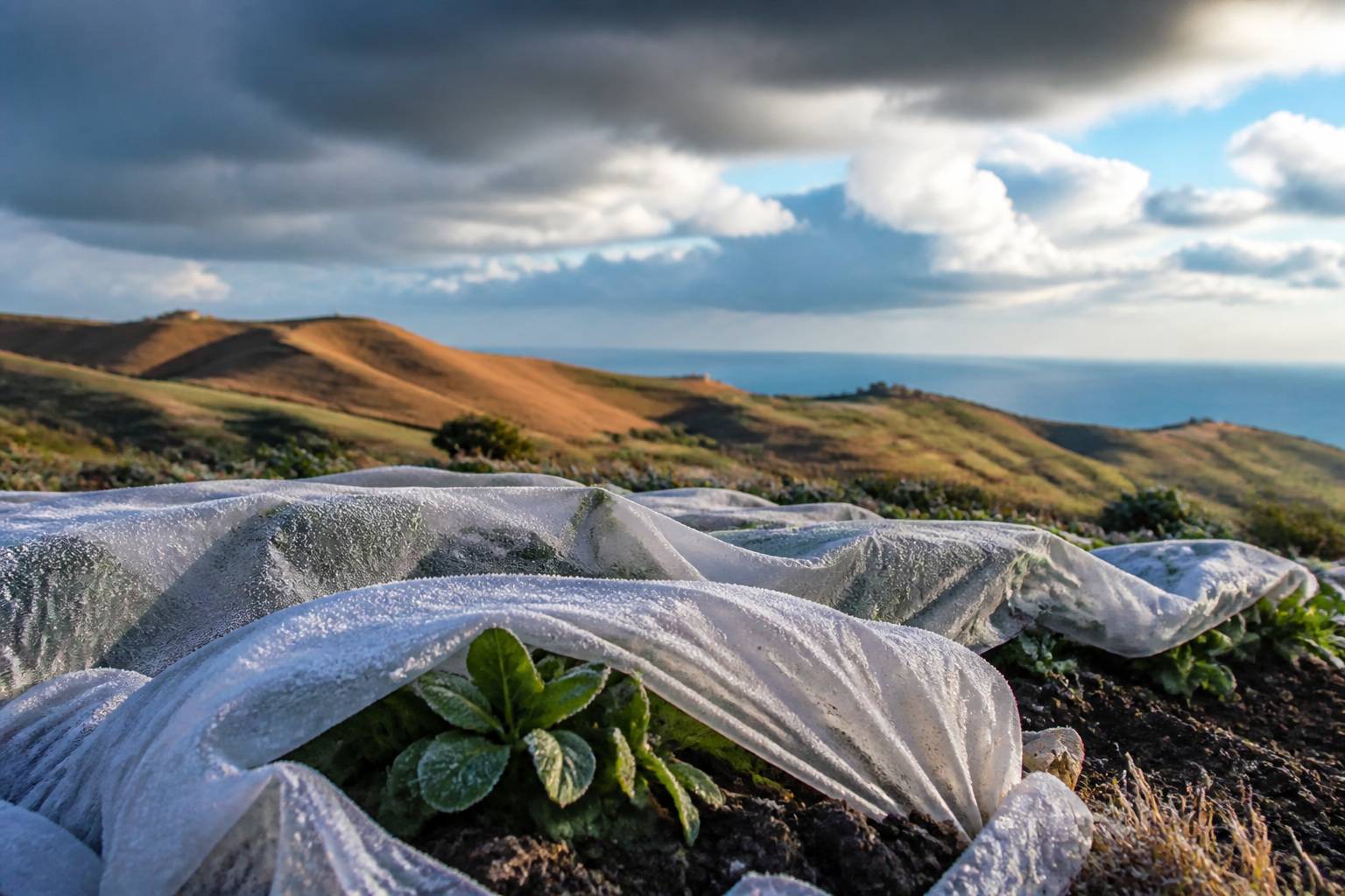 Jeunes plants protégés par un voile blanc givré dans un potager