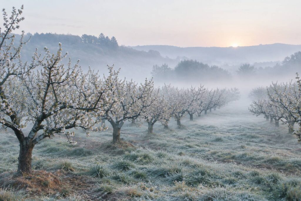 Verger en fleurs givre au petit matin avec brume basse sur l'herbe